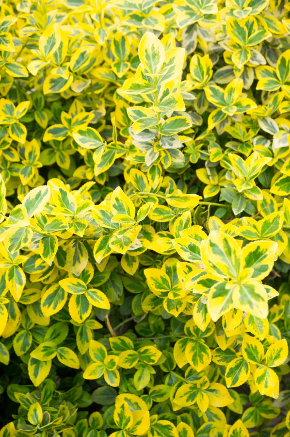 Arbuste feuilles vertes et jaunes