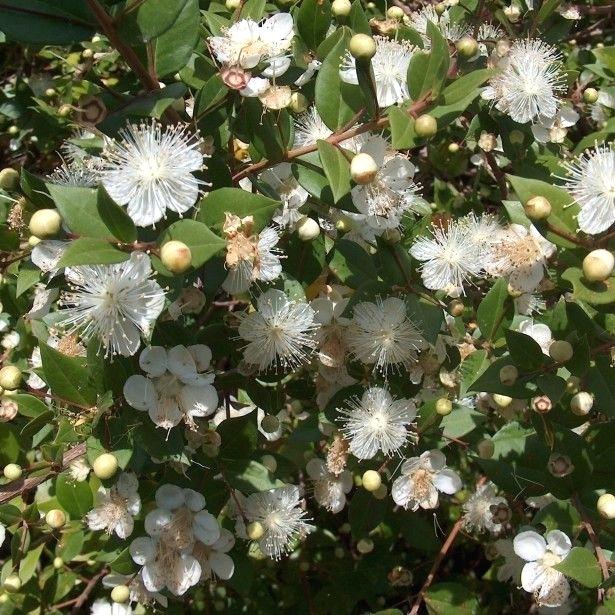 Arbuste persistant plein soleil