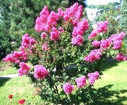 Petit arbuste persistant plein soleil