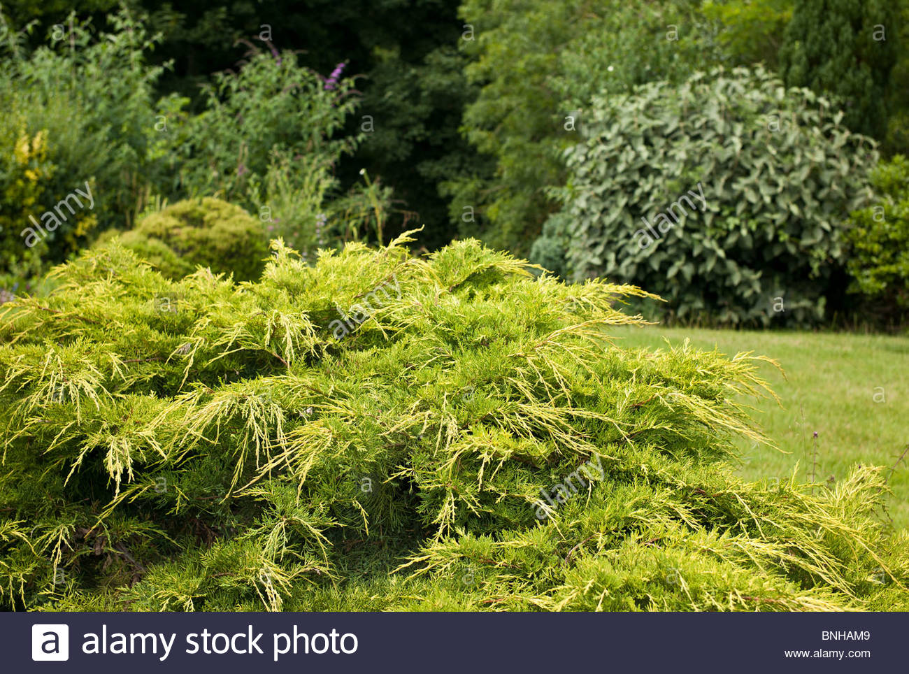 Arbuste toujours vert