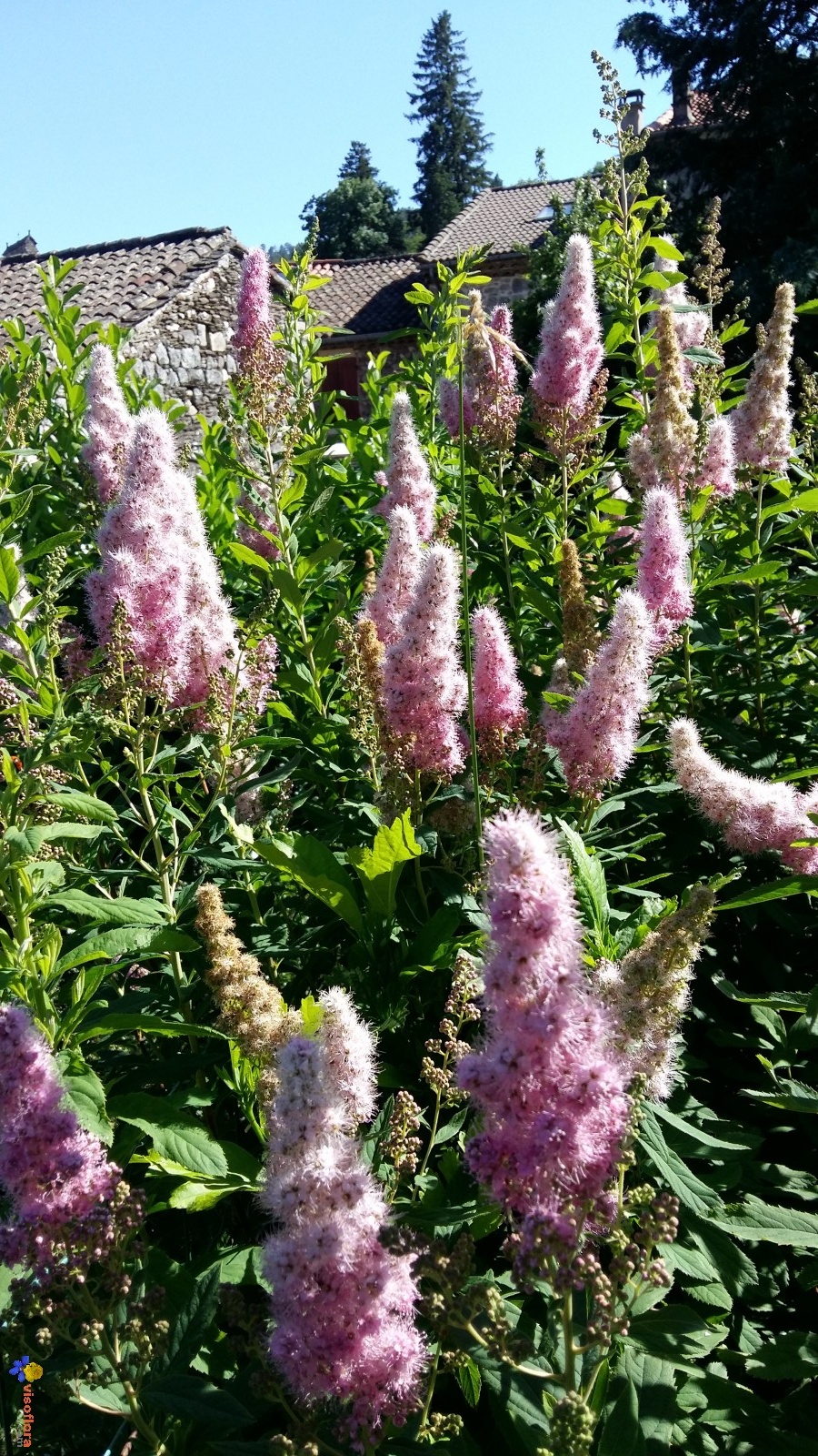 Plante a fleur feuillage persistant