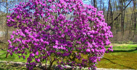 Arbuste des jardins