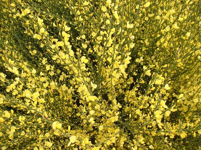 Arbuste à petites fleurs jaunes