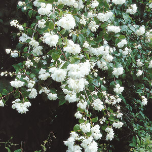 Arbuste a fleurs blanches printemps
