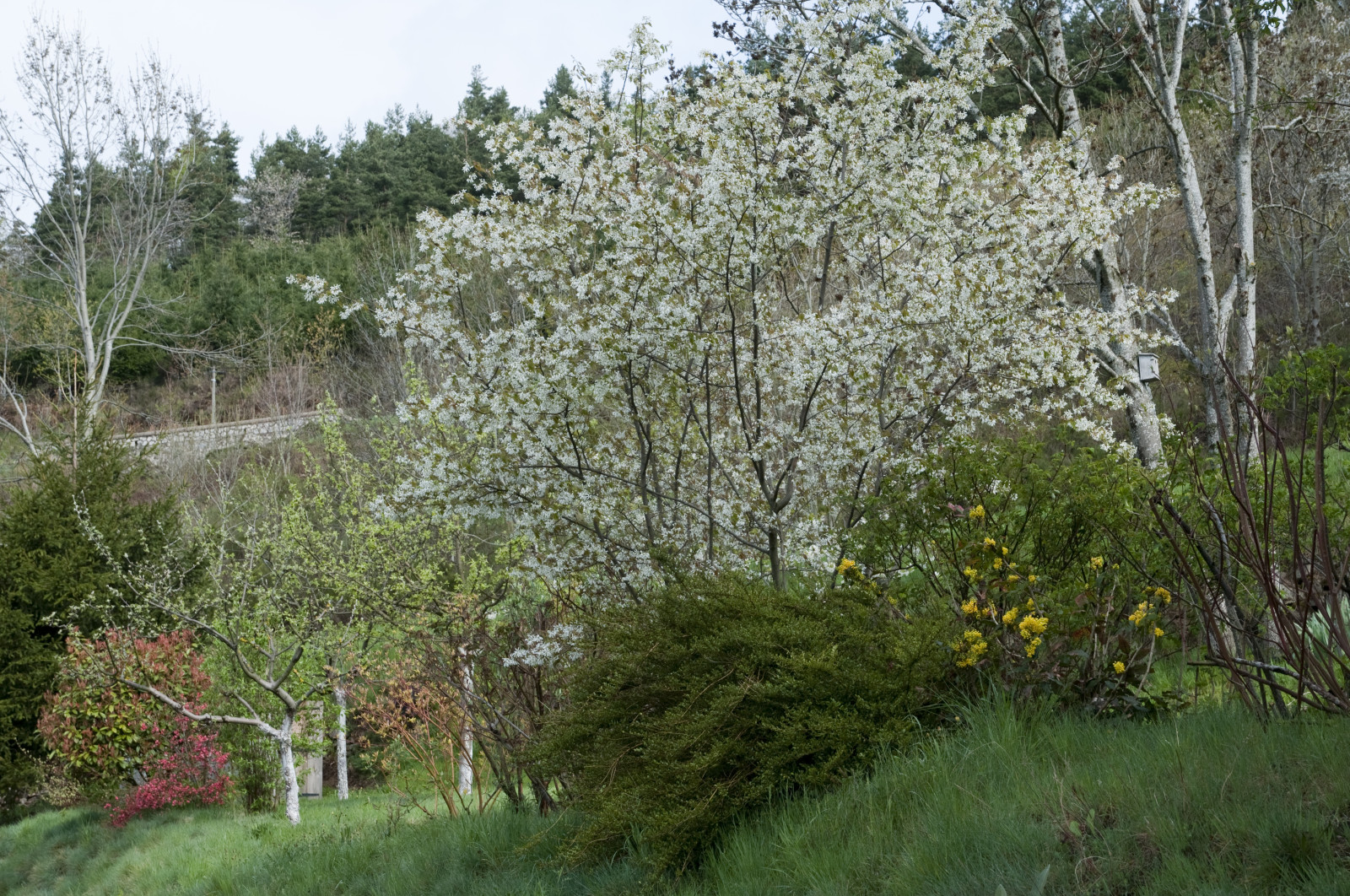 Arbre a fleur a feuillage persistant