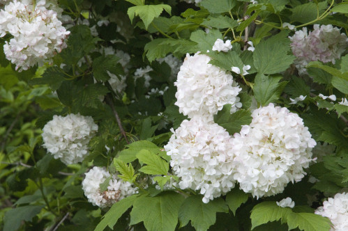 Arbuste a fleur blanche et rose