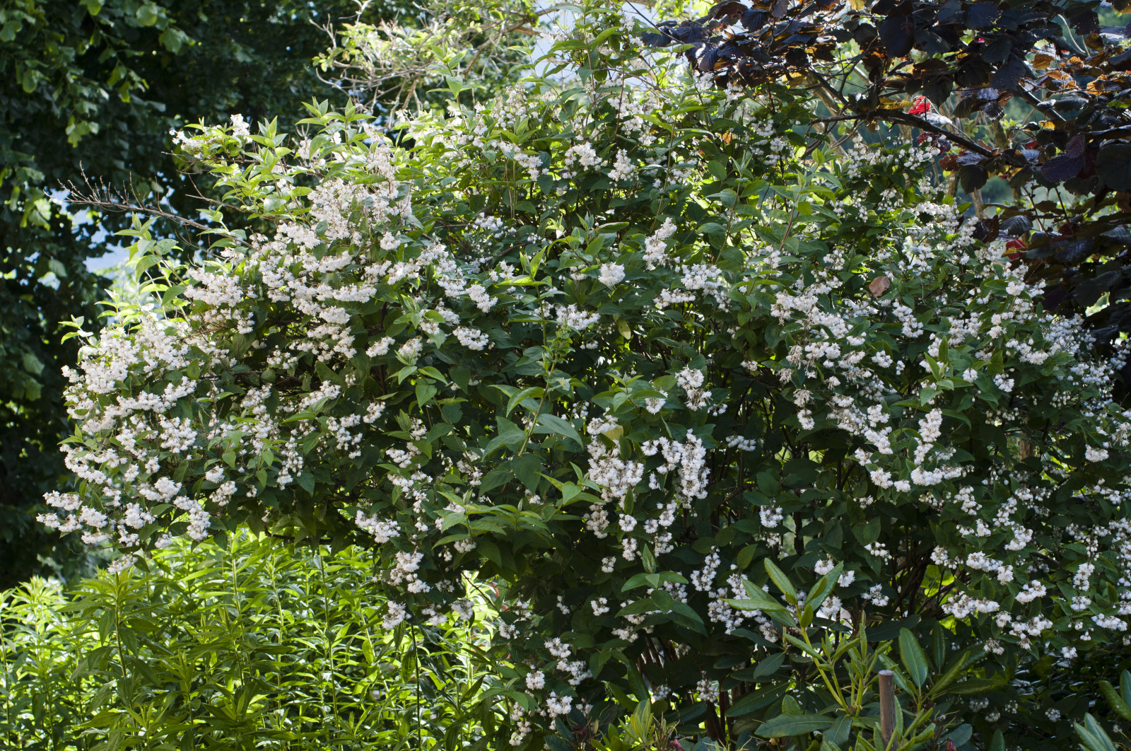 Arbuste persistant croissance rapide fleurs