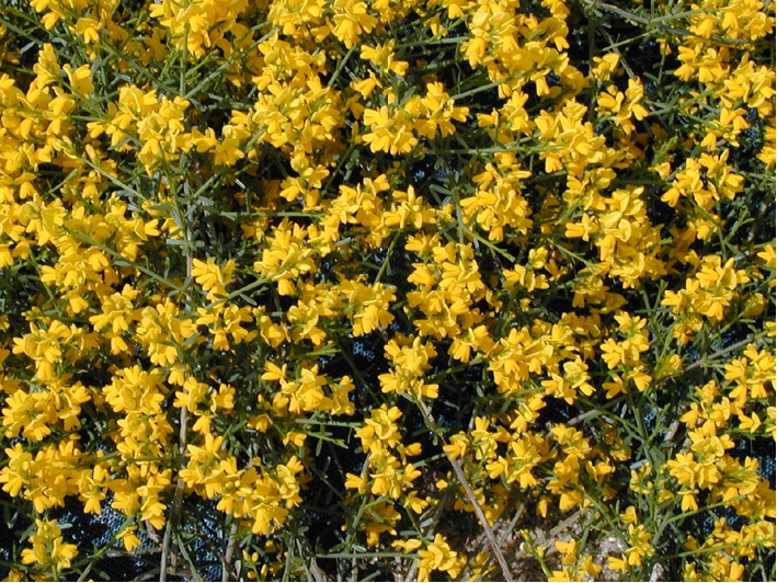 Arbuste fleur jaune floraison été