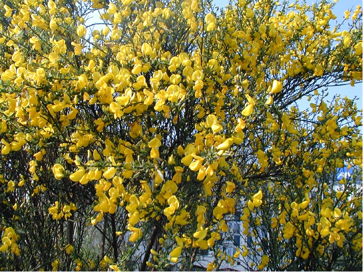 Petit arbuste fleur jaune