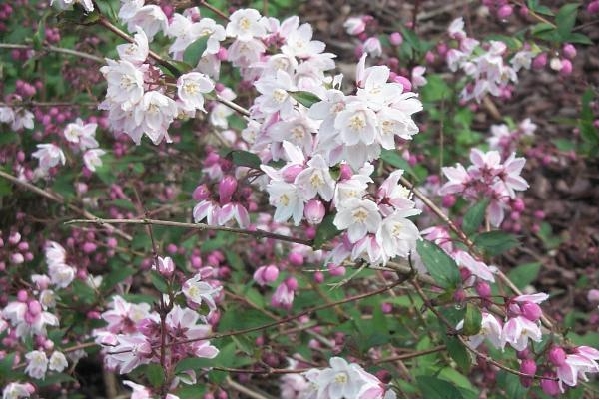 Arbuste a petite fleur rose