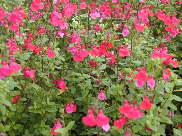 Arbuste avec petites fleurs rouges