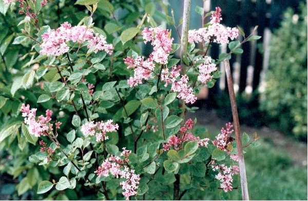 Petit arbuste à fleurs roses