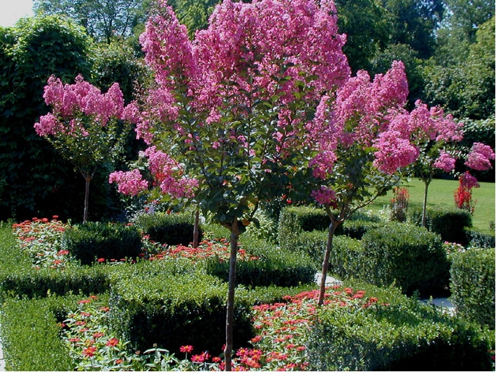 Plante exterieur feuillage persistant