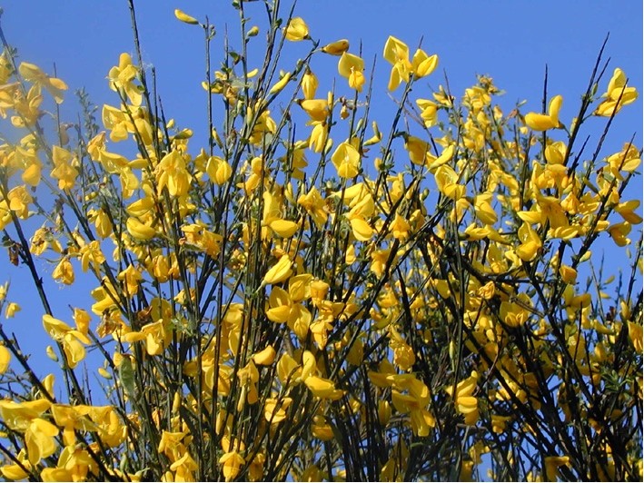 Arbuste petite fleur jaune