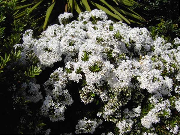 Petit arbuste persistant à fleurs