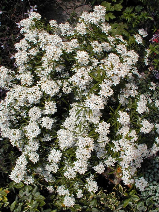 Arbuste a fleur blanche tres odorante