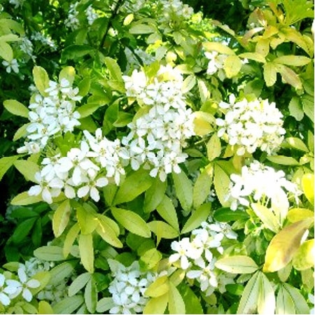 Arbuste persistant fleurs blanches