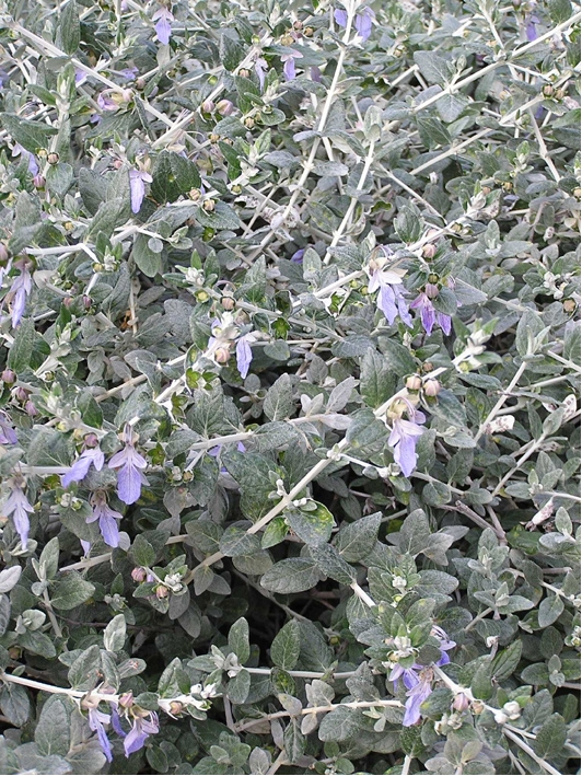 Arbustes fleurs bleues feuillage persistant