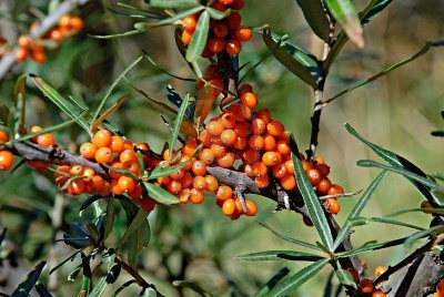 Arbuste avec boules oranges