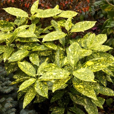 Arbuste feuille jaune et verte