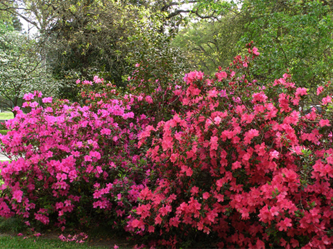 Arbustes persistants à fleurs plein soleil