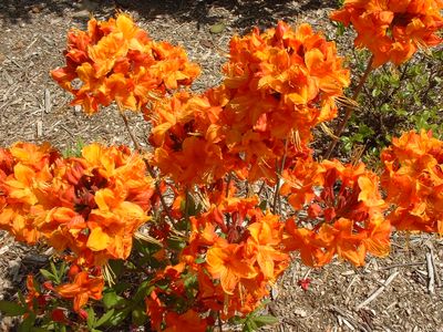 Arbuste a fleur orange