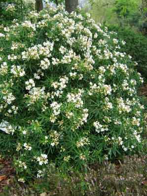 Buisson fleurs blanches