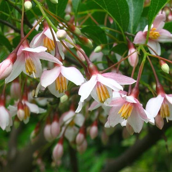 Catalogue fleurs et arbustes