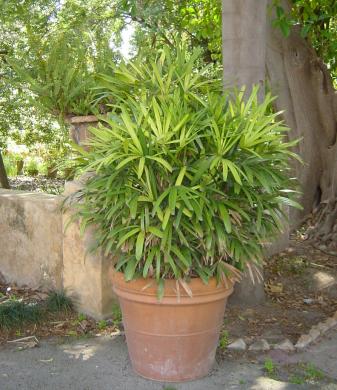 Plante feuillage persistant en pot