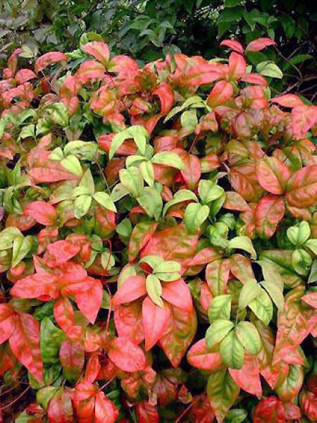 Arbuste feuille verte et rouge