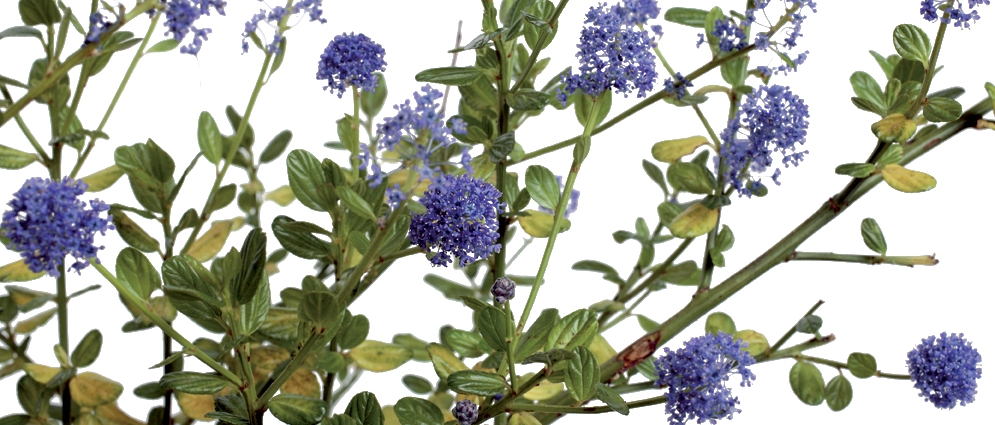 Arbuste à fleurs bleues violet