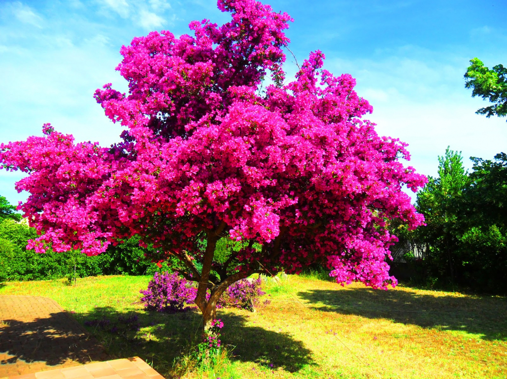 Arbre avec feuillage persistant