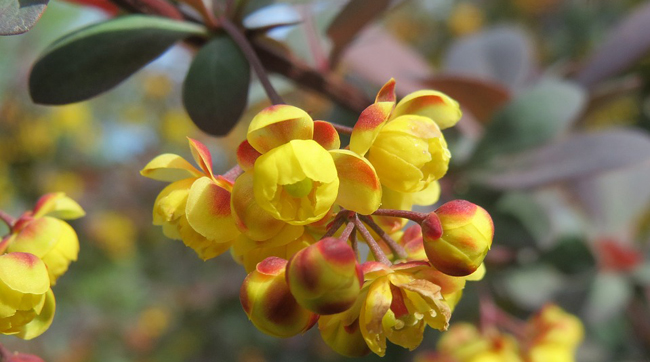 Tous les arbustes a fleurs jaunes