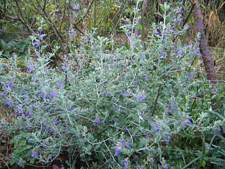Arbuste feuillage gris bleu