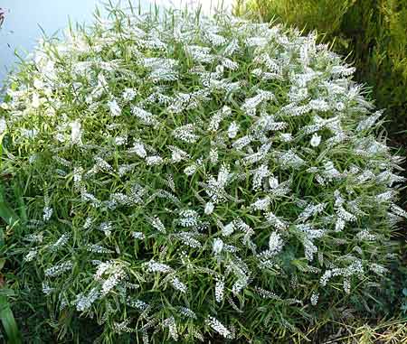 Arbuste nain persistant à fleurs