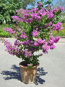 Arbuste persistant en pot plein soleil