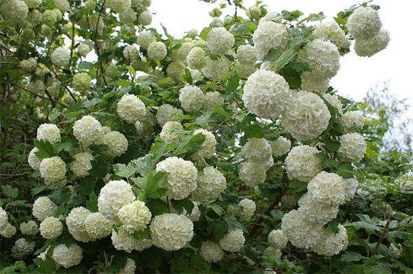 Arbuste avec petites boules blanches
