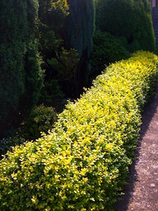 Haies de jardin feuillage persistant