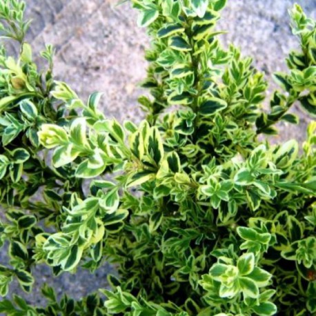 Arbuste persistant rustique