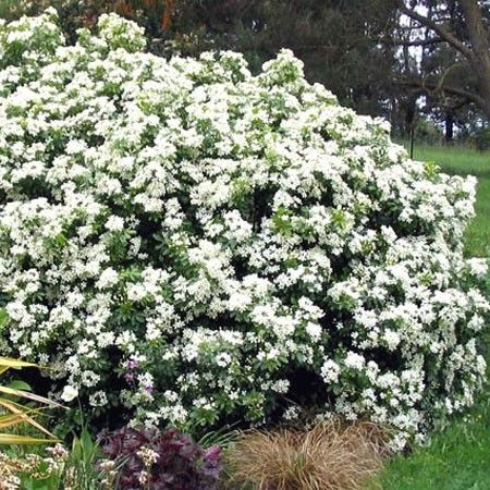 Arbuste fleurs blanches hiver