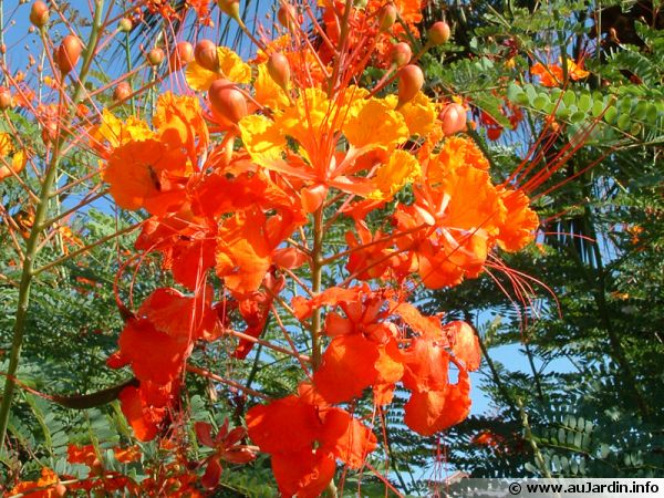 Arbuste fleur orange