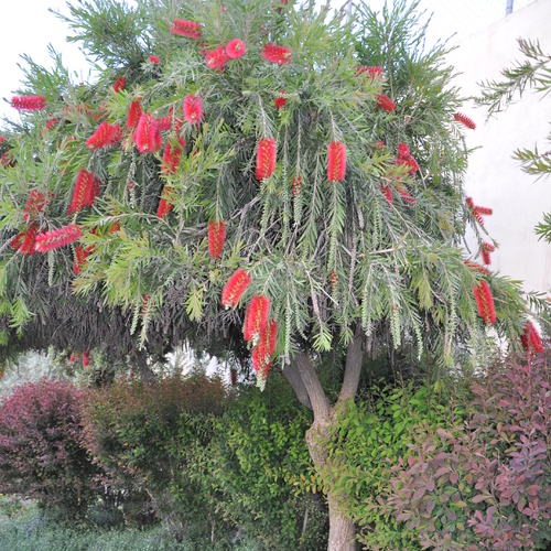 Petit arbuste fleuri persistant