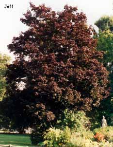 Arbre à feuilles persistant