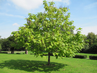 Ombre arbre