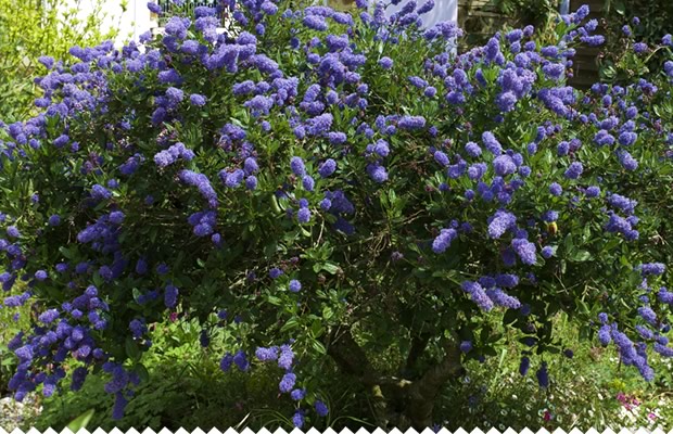 Grand arbuste persistant à fleurs