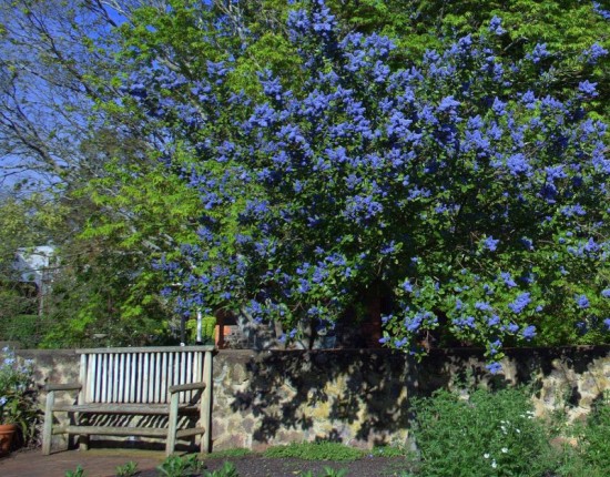 Arbuste fleurs bleues grappe