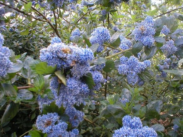 Arbuste à floraison estivale