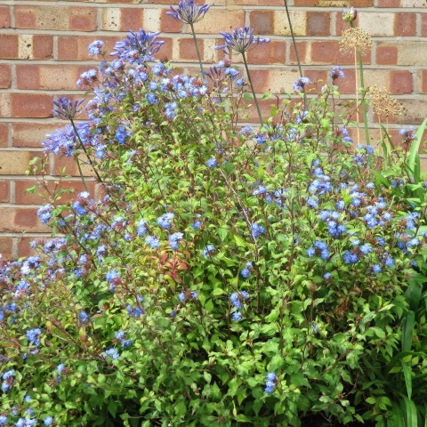 Arbuste avec petites fleurs bleues