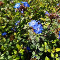 Buisson petites fleurs bleues