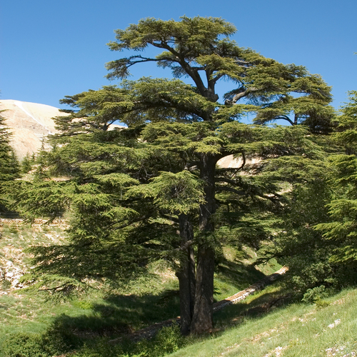 Arbres décoratifs persistants